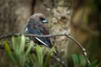 Lasolet lesni - Artamus cyanopterus - Dusky woodswallow 1592
